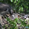 20190522-3　オオタカの雛