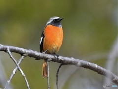 20181211-5　今日の一枚