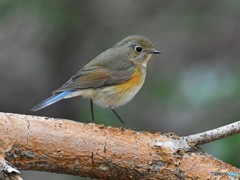 20190201-4　ルリビタキ