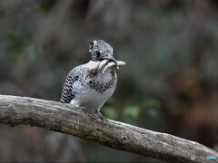 20191222　今日のヤマセミ-2