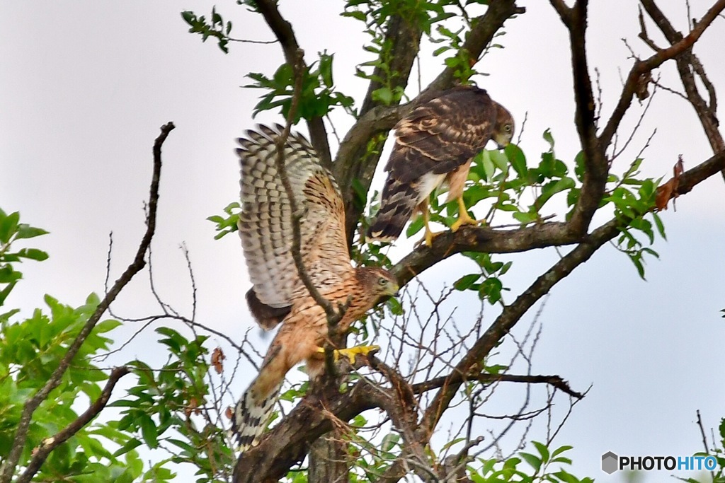 土砂降り雨の中
