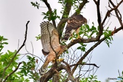 土砂降り雨の中