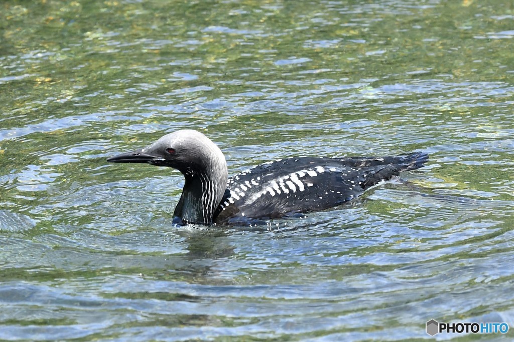 20180623-1 シロエリオオハム