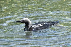 20180623-1 シロエリオオハム