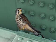 20200507　市街地のチョウゲンボウ-1