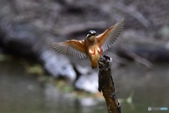 ○○○○フィールド（その2）