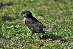 クロスズメ 20180230-1