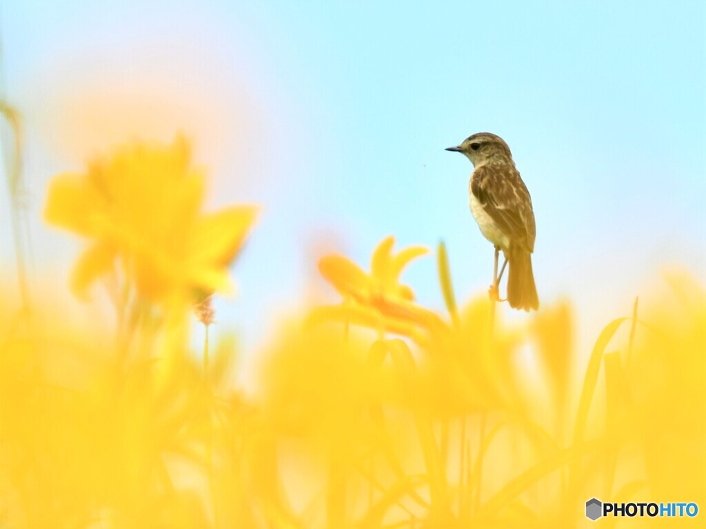 20190726　ニッコウキスゲとノビタキ-4