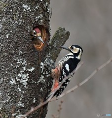 20190402-2　オオアカゲラ