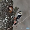 20190402-2　オオアカゲラ