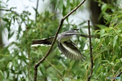 20180516-2 サンショウクイ