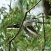 20180516-2 サンショウクイ