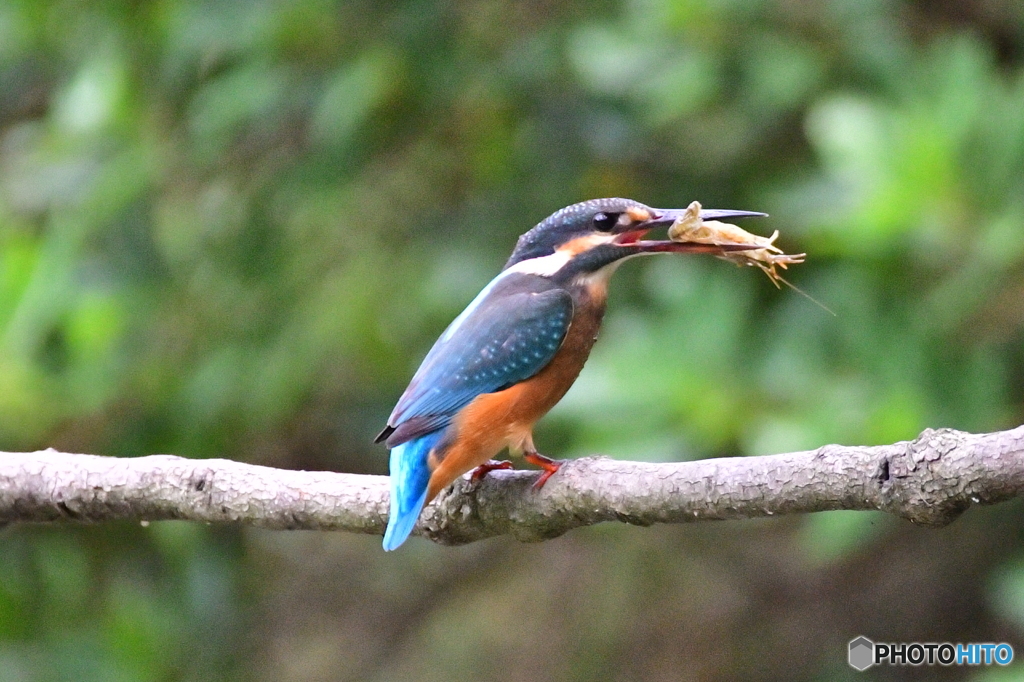 エビさんゲット