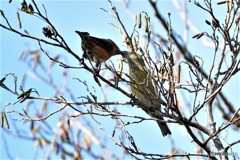 初めてのチュー