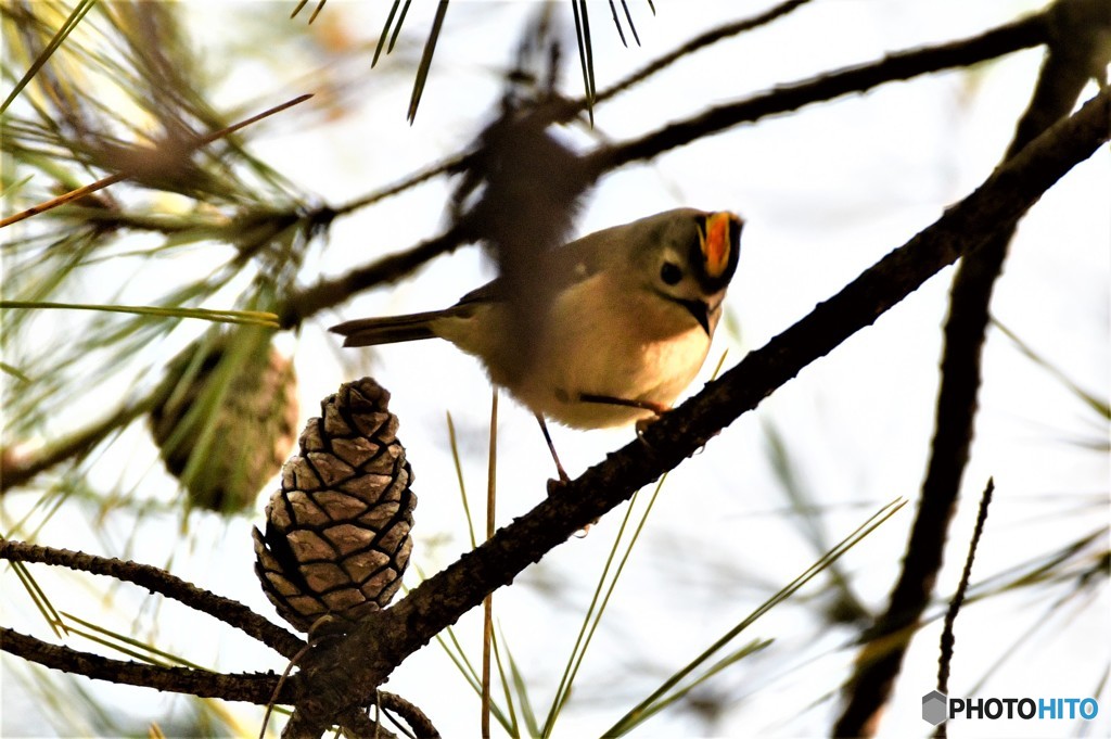キクイタダキ♂