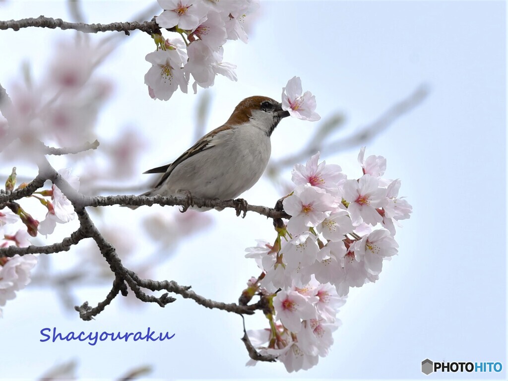 20220402　ニュウナイ桜ラッパ④