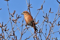 K峠のイスカその2