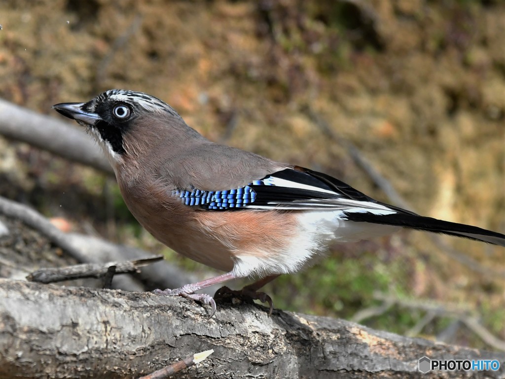 20190119-4　カケスの水飲み
