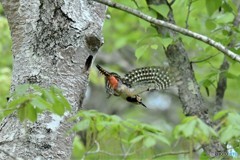 20180529-3 アカゲラ