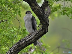 20190424-2　今日のオオタカ
