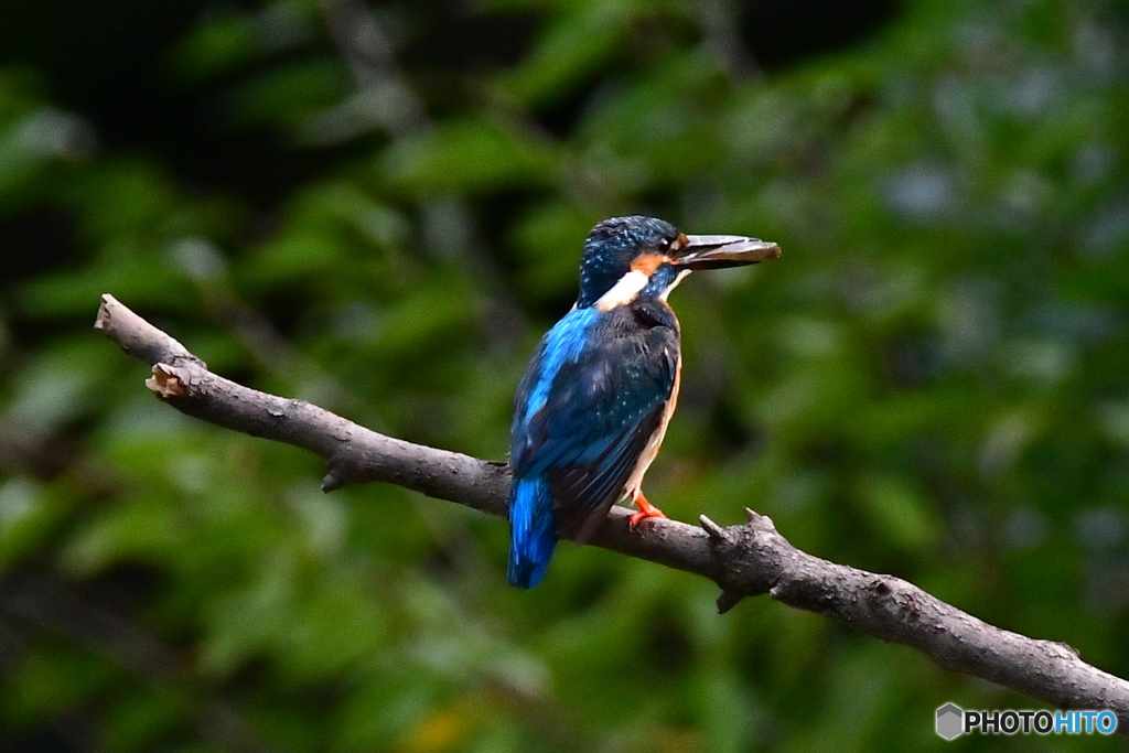 新しい止まり木にて