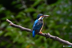新しい止まり木にて