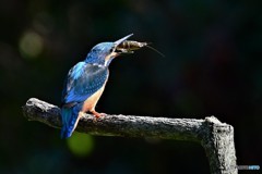 ザリガニを食らう‼