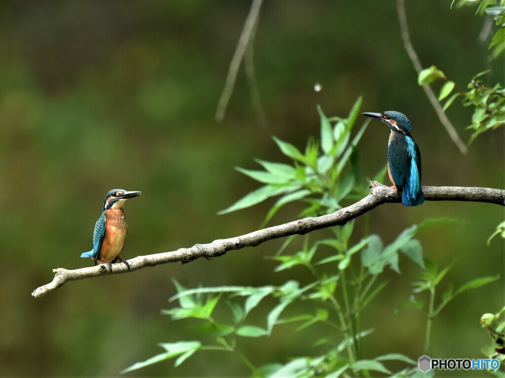 20190712　カワセミ-4