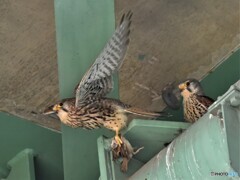 20200507　市街地のチョウゲンボウ-3