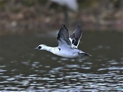 20181227-1　ミコアイサ