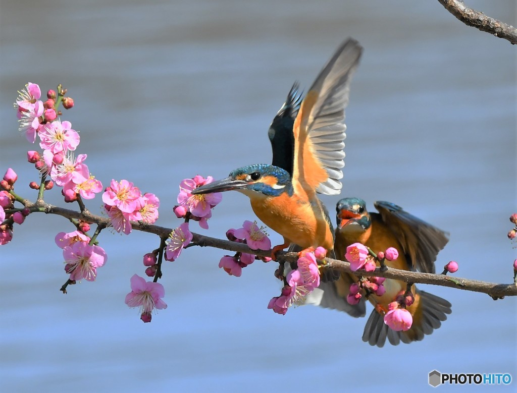 20190218-5　カワセミと梅花