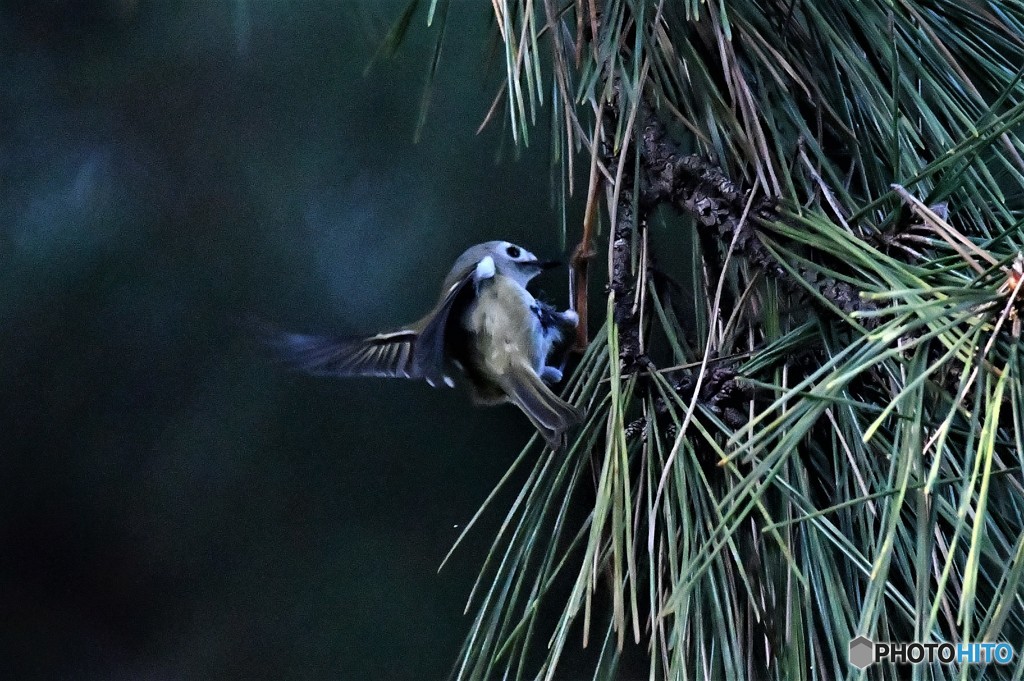 一番小さな鳥さん2