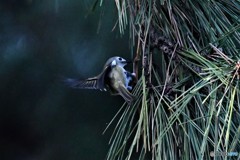 一番小さな鳥さん2