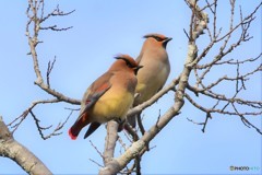 今日のヒレンジャクその2