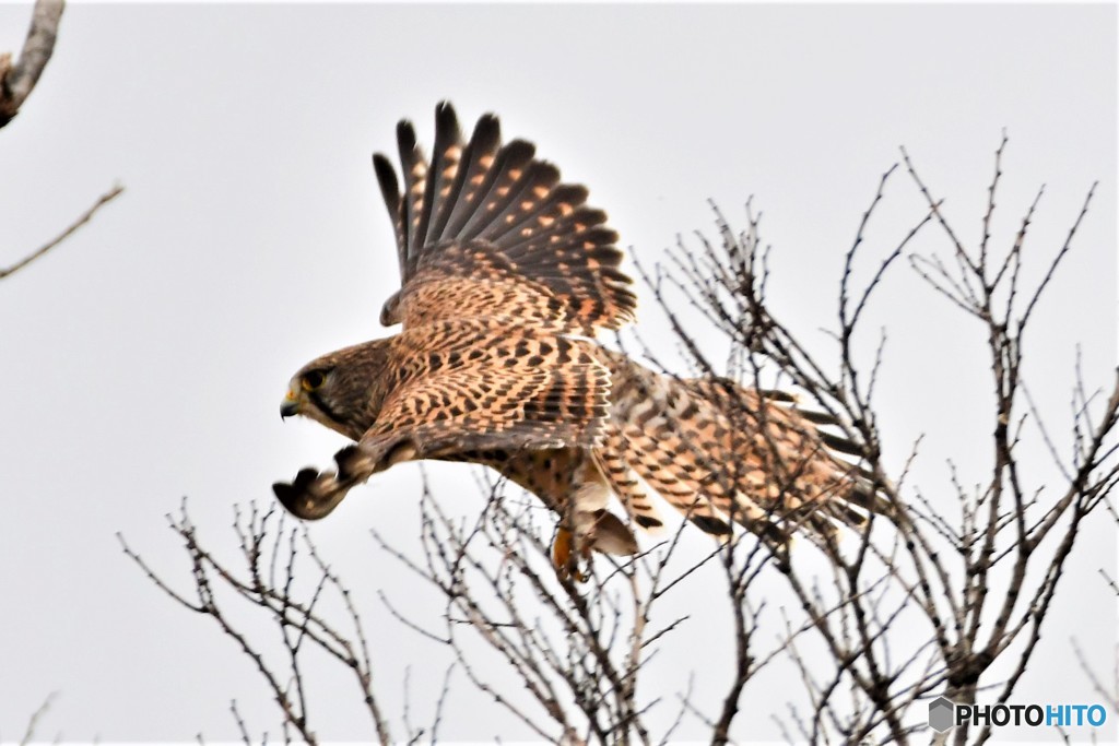 チョウゲンボウ 20180225-4