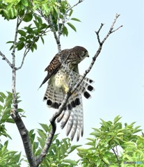 20180607-4 樹上パフォーマンス