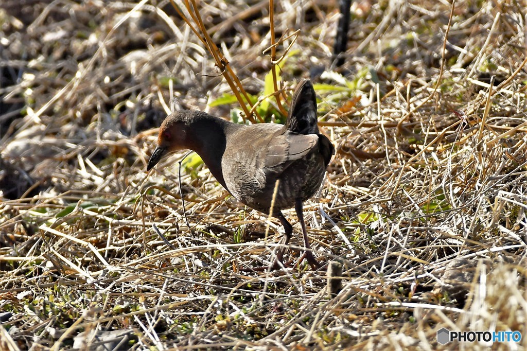 ヒクイナ？？？