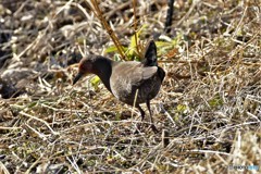 ヒクイナ？？？