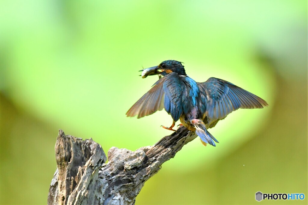 20190807　お持ち帰り-2