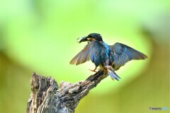 20190807　お持ち帰り-2