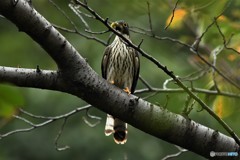 20191003　ジュウイチの幼鳥-3