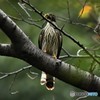 20191003　ジュウイチの幼鳥-3