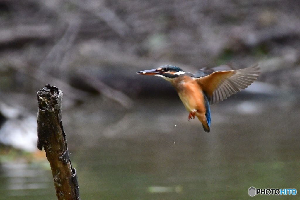 ○○○○フィールド（その1）