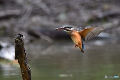 ○○○○フィールド（その1）