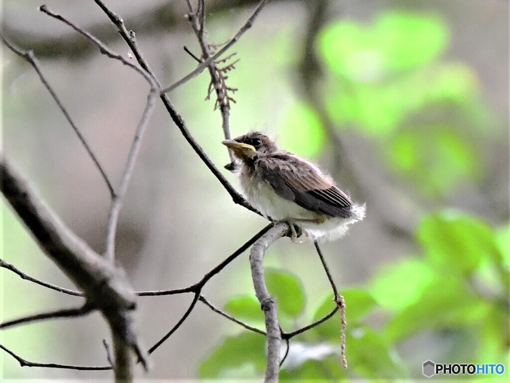 20210628　サンコウチョウの巣立ち-2