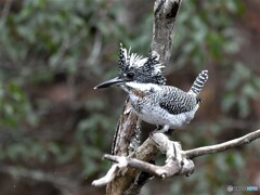 20191222　今日のヤマセミ-1