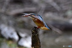 ○○○○フィールド（その3）