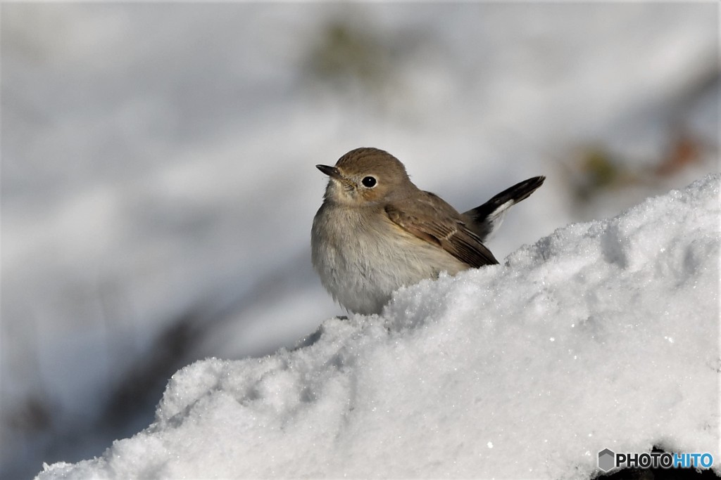 雪オジロビタキその3