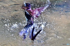 サンコウチョウの水浴び