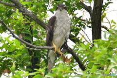 オオタカの♀